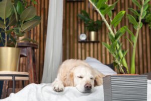 Hotel Petfriendly en Cangas de Onis Hotel Eladia